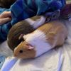 Potato photo 4
