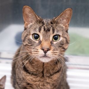 Lulu, Adult Male unknown