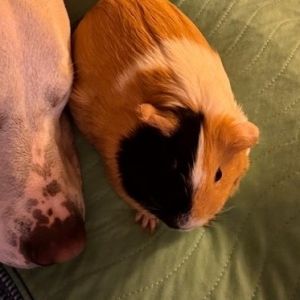 Snickers, Adult Female unknown