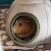 Snickers photo 2