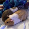 Snickers photo 3