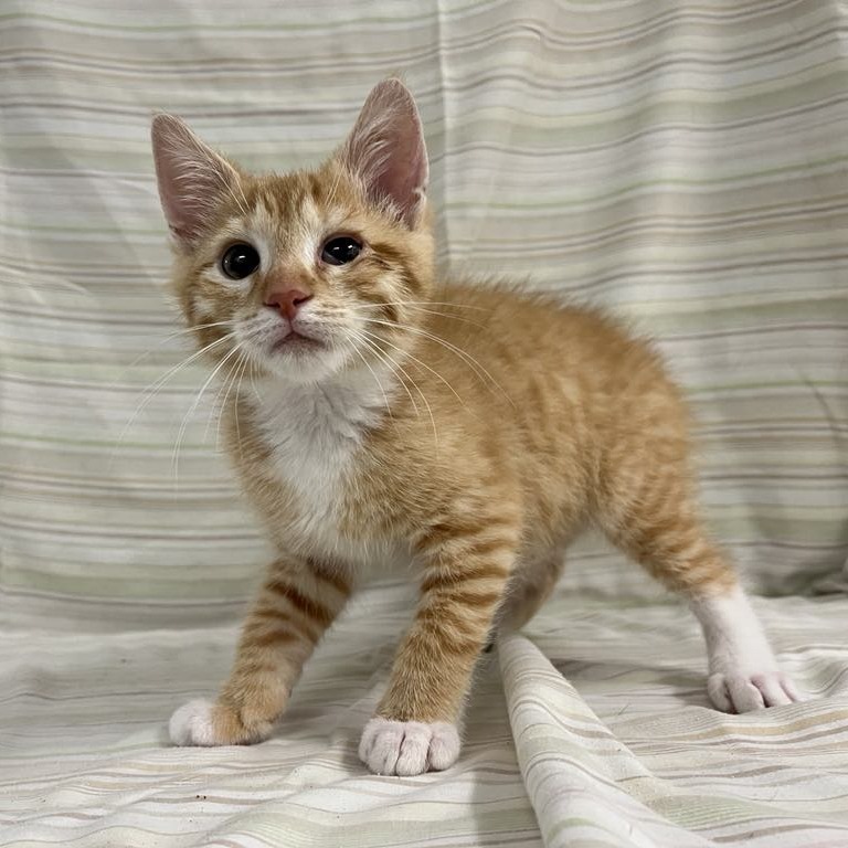 Sammy