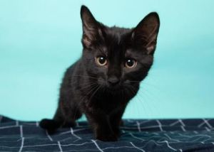 Pick-up Truck, Baby Female Domestic Short Hair