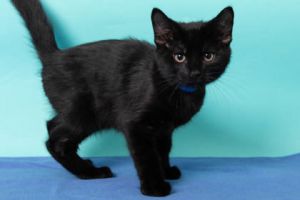 Kei Truck, Baby Male Domestic Short Hair