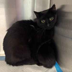 Dixi, Adult Female Domestic Short Hair
