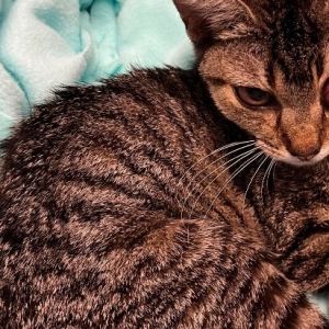 Floral Arrangement, Adult Female Domestic Short Hair