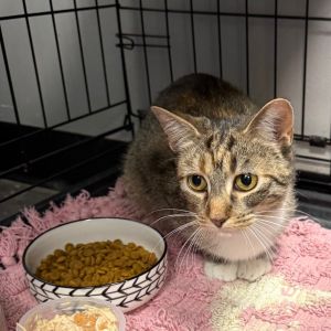 Vetsulin, Young Female Domestic Short Hair