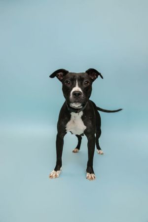 Angel Pit Bull Terrier Dog