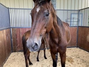 Epona, Adult Female unknown