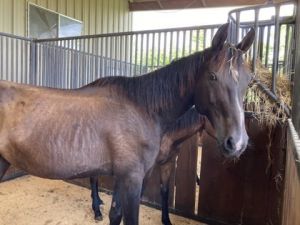 Shimmer, Adult Female unknown