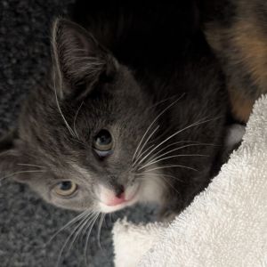 Eleroo, Baby Male Domestic Short Hair