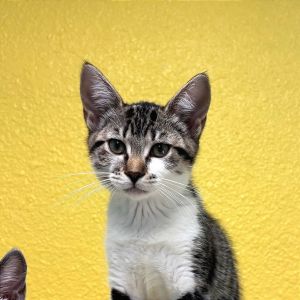 Fransuzia, Baby Female Domestic Short Hair