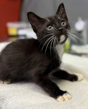 Dean, Baby Male Domestic Short Hair