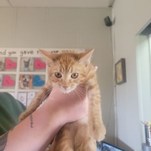 Trax, Baby Male Domestic Short Hair