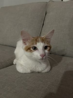 NEKO, Baby Male Domestic Short Hair