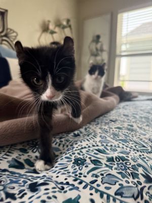 PIPER, Baby Female Domestic Short Hair