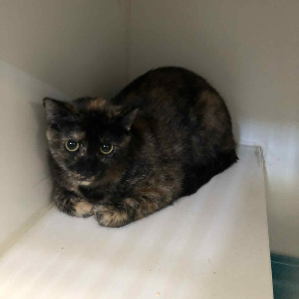 GCK-Stray-49060_2_3, an adoptable Domestic Short Hair in Garden City, KS, 67846 | Photo Image 1