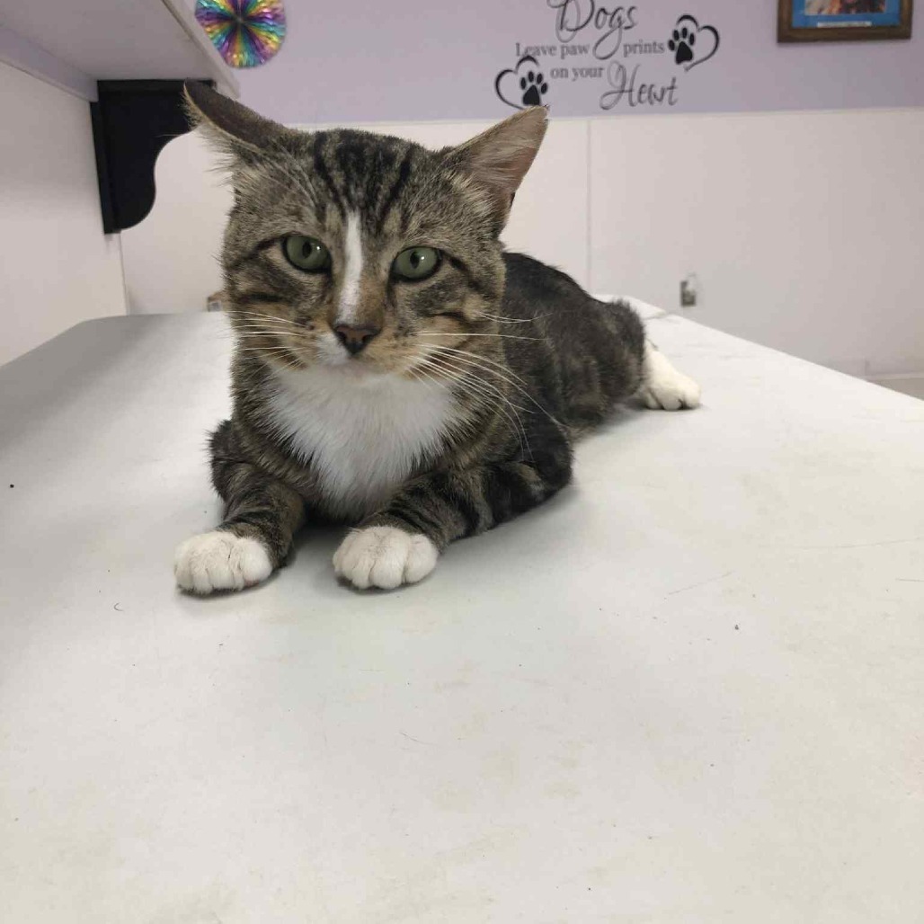 Fliss, an adoptable Domestic Short Hair in Garden City, KS, 67846 | Photo Image 1