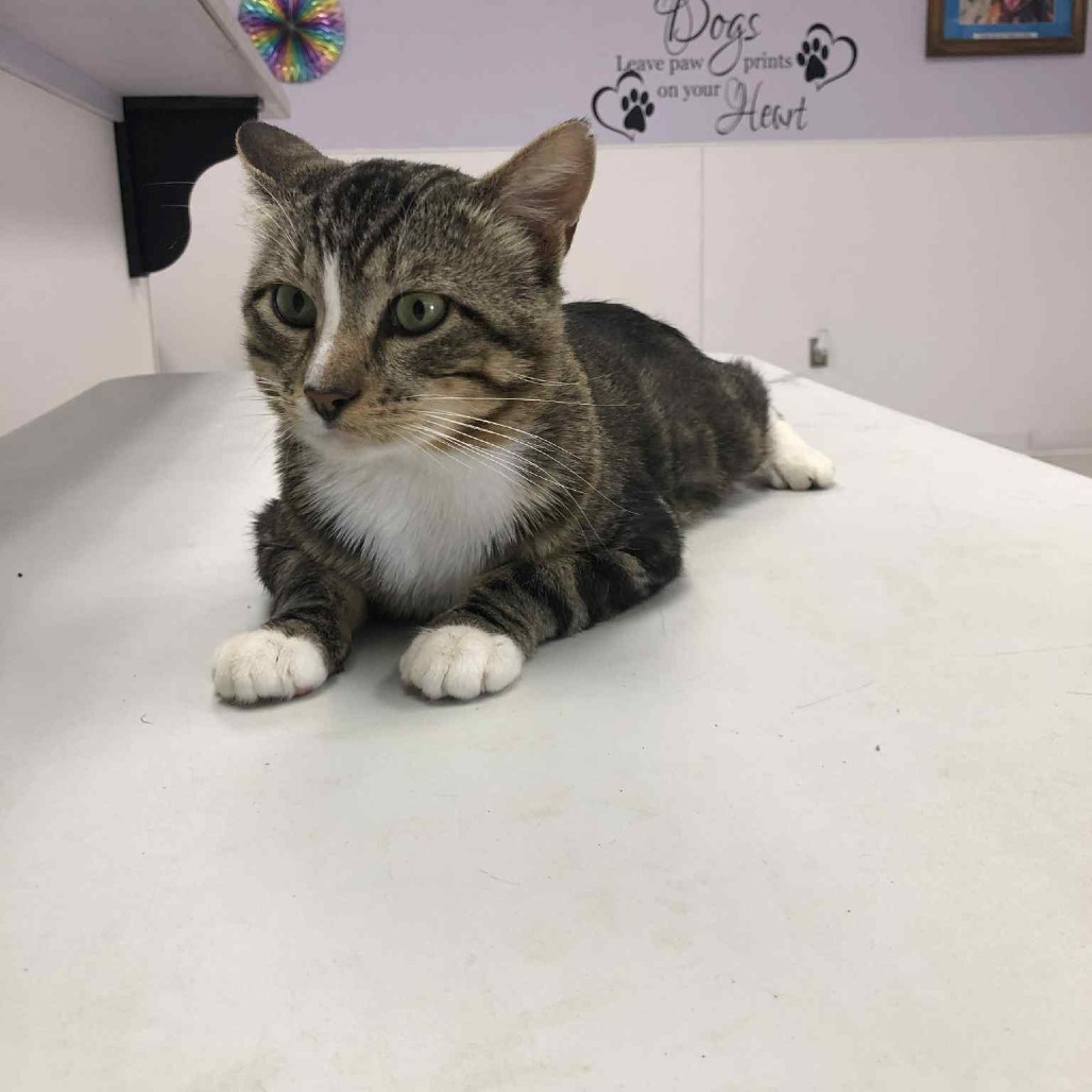 Fliss, an adoptable Domestic Short Hair in Garden City, KS, 67846 | Photo Image 2