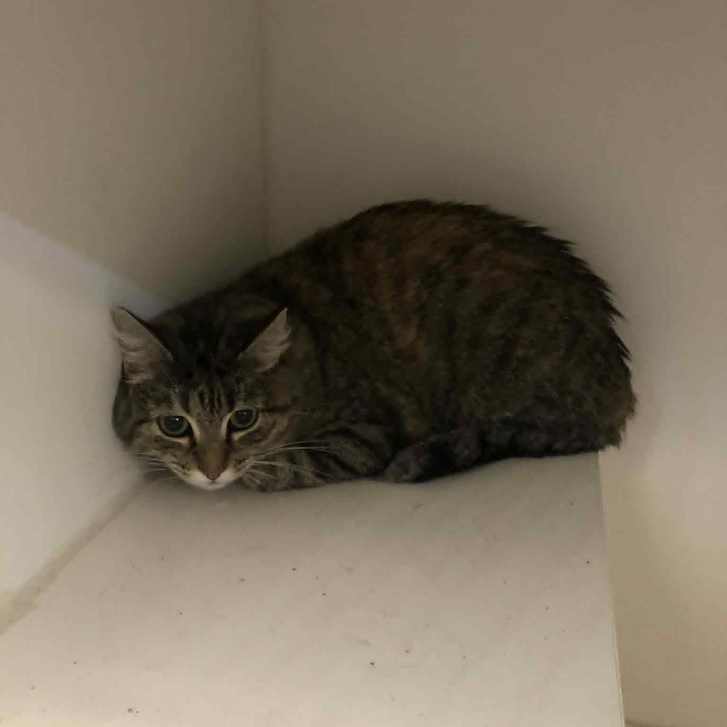 GCK-Stray-49060_2, an adoptable Domestic Short Hair in Garden City, KS, 67846 | Photo Image 1