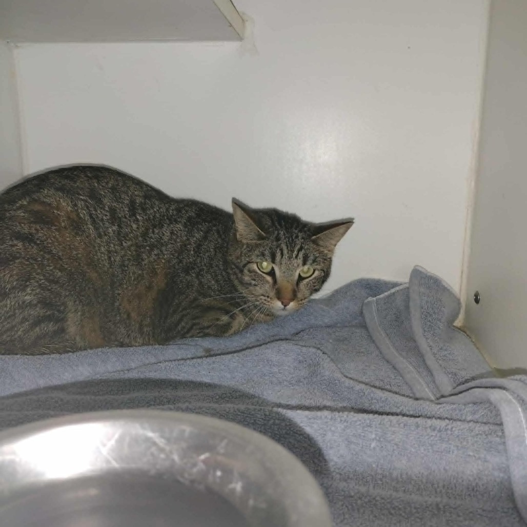 GCK-Stray-49060