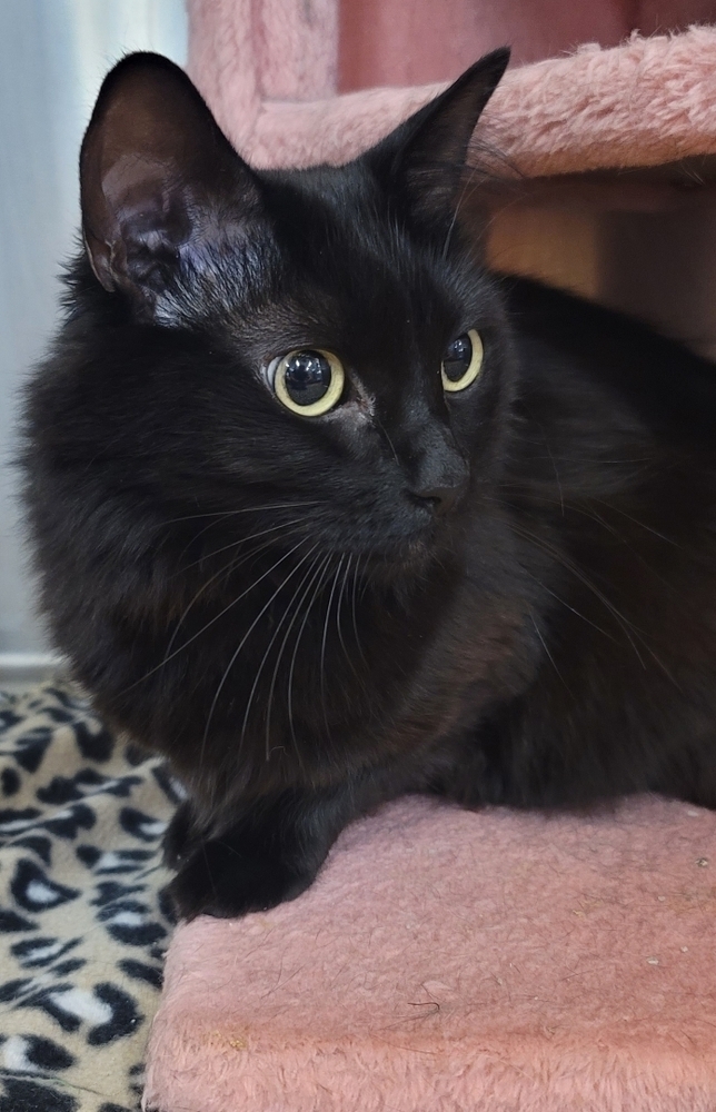 Ebony