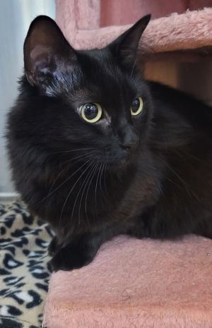 Ebony, Adult Female Domestic Long Hair