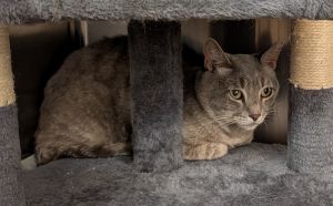 Smokey, Adult Male Domestic Short Hair