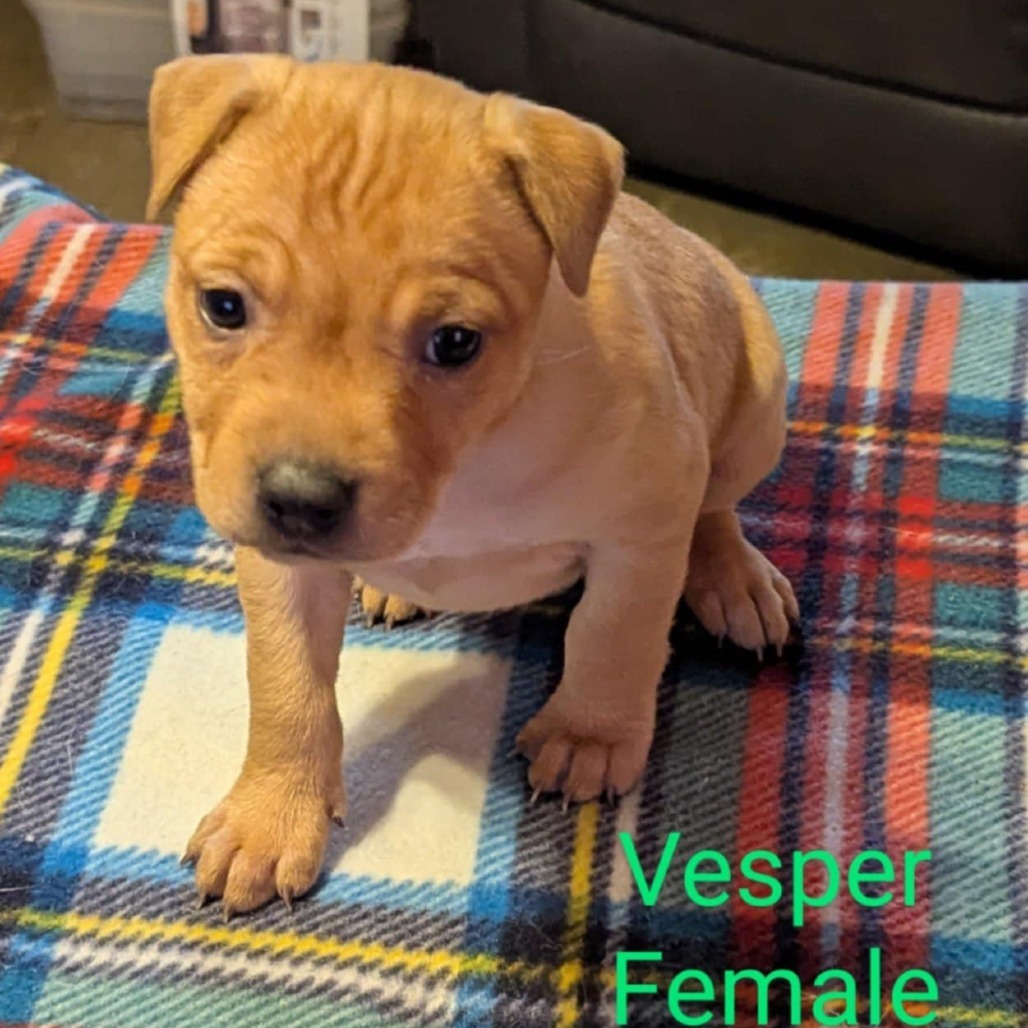 Vesper