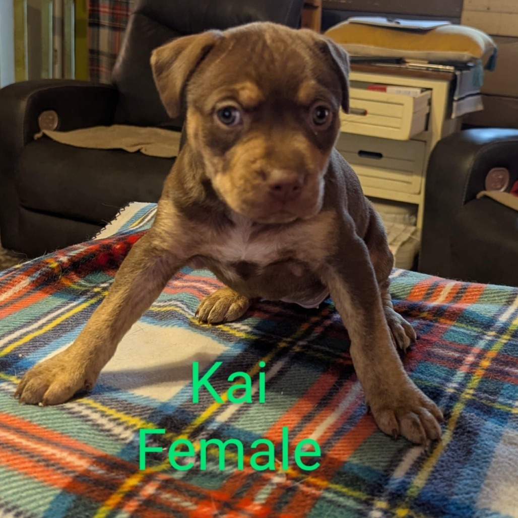 Kai