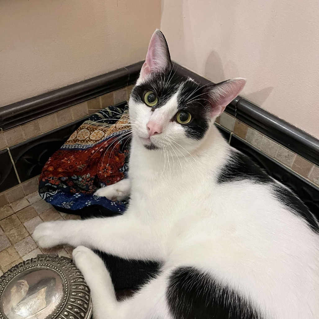 Georgie, an adoptable Domestic Short Hair in Wichita, KS, 67278 | Photo Image 1