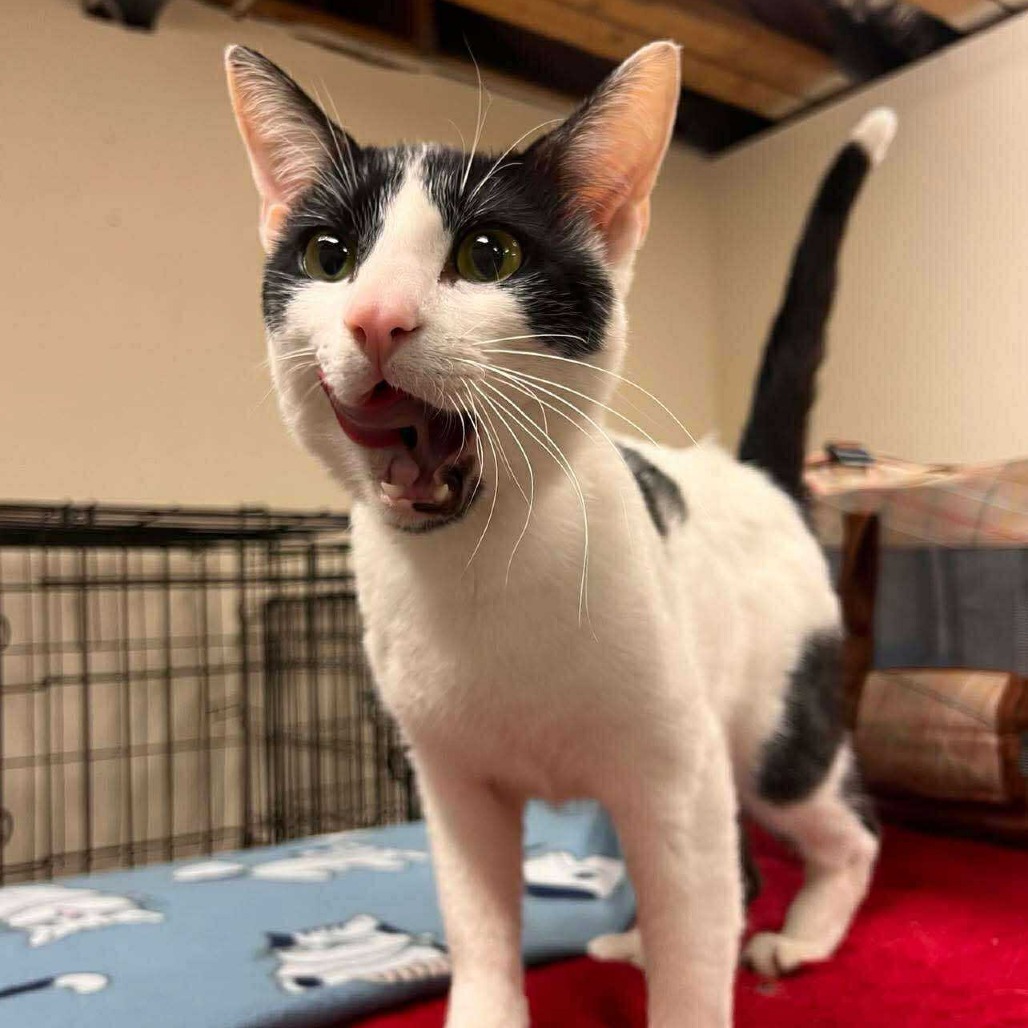 Georgie, an adoptable Domestic Short Hair in Wichita, KS, 67278 | Photo Image 2