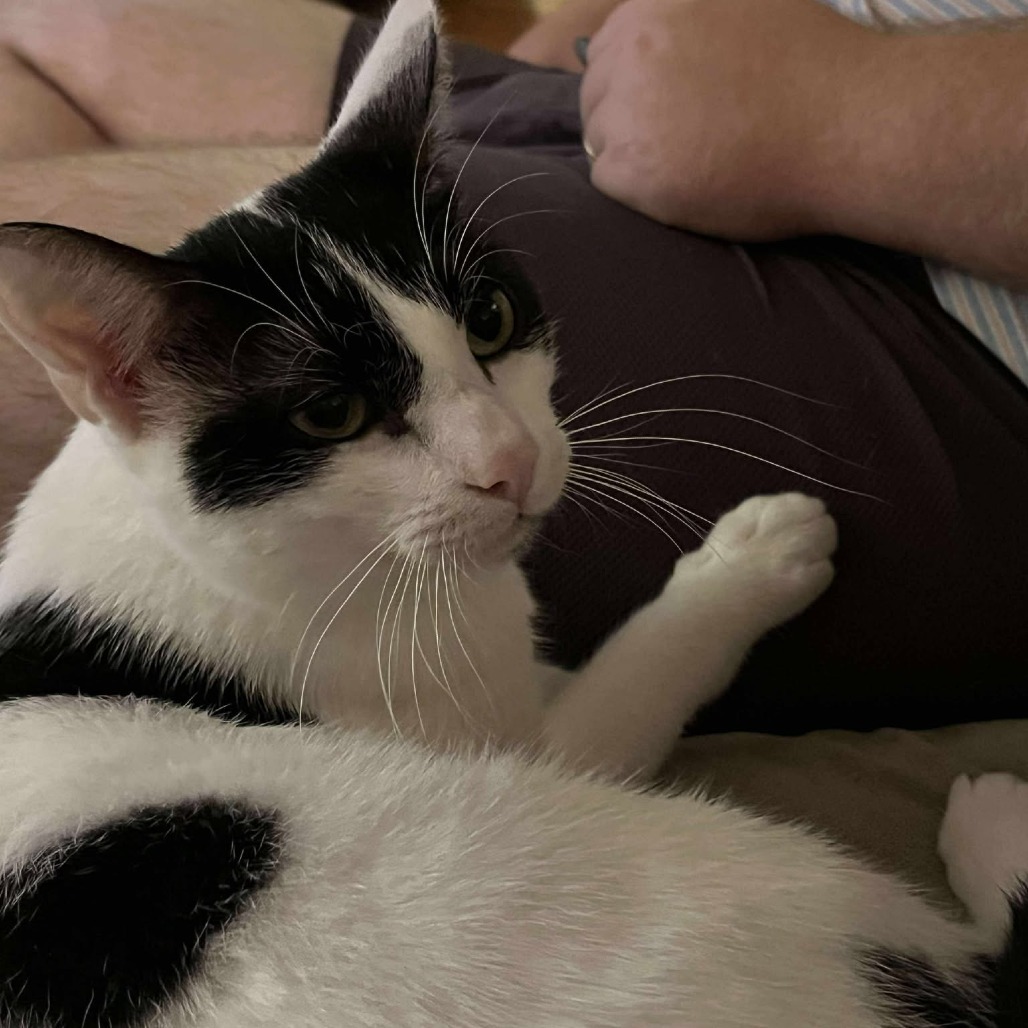 Georgie, an adoptable Domestic Short Hair in Wichita, KS, 67278 | Photo Image 4