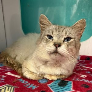 Arizona, Adult Male Domestic Long Hair