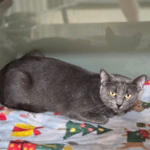 Frank, Adult Male Domestic Short Hair