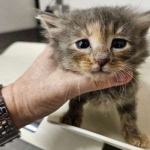 Frieren, Baby Female Domestic Short Hair