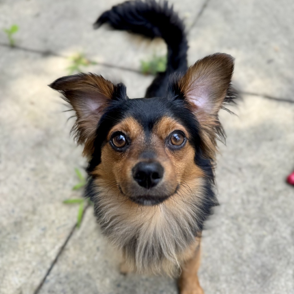 Rolo