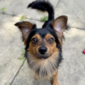 Rolo, Young Male unknown