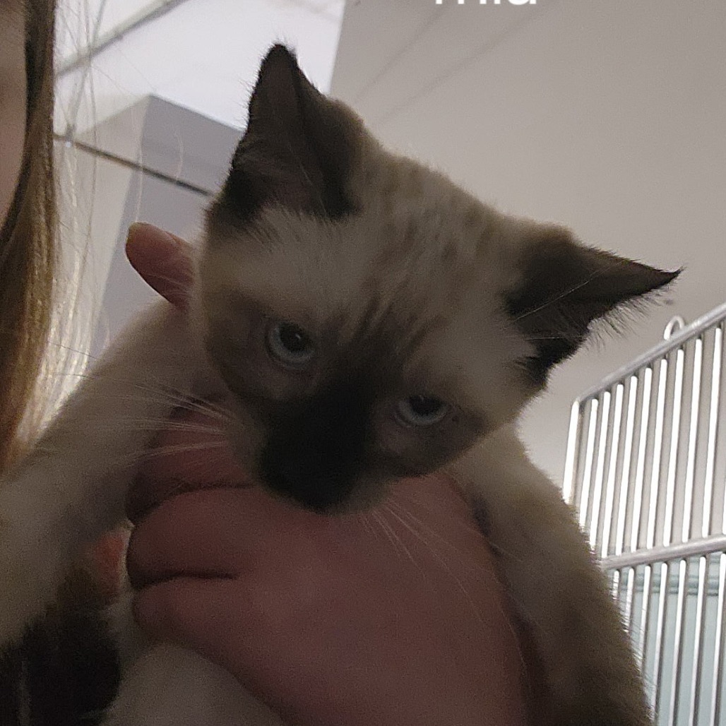 Mia