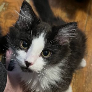Tagalong is a 4-month-old neutered male kitten with a laid-back personality and a sweet affectionat