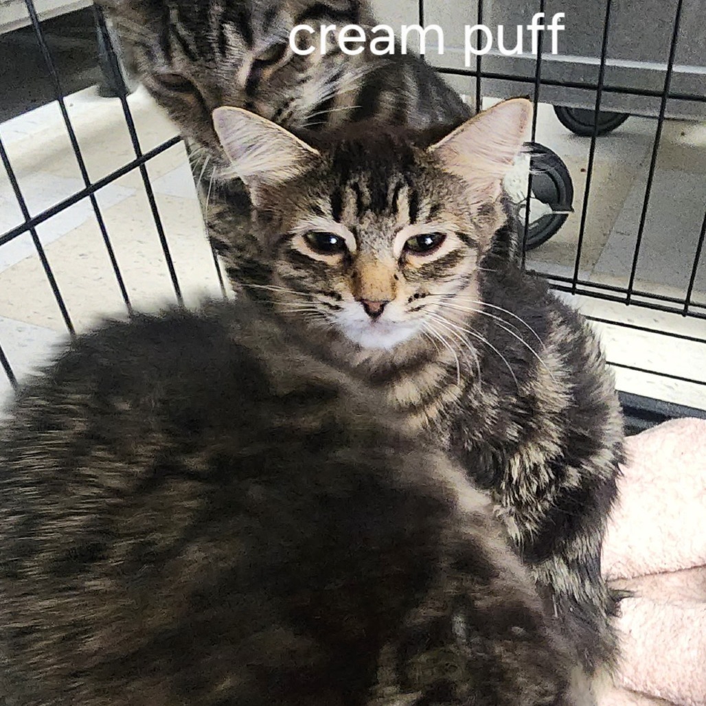 Cream Puff