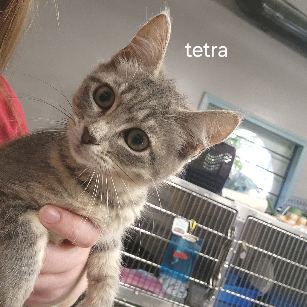Tetra