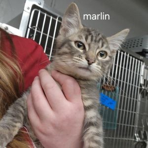 Marlin Domestic Short Hair Cat
