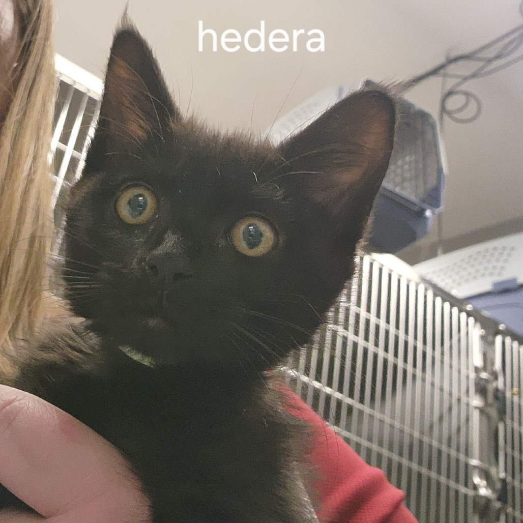 Hedera (Green Band)