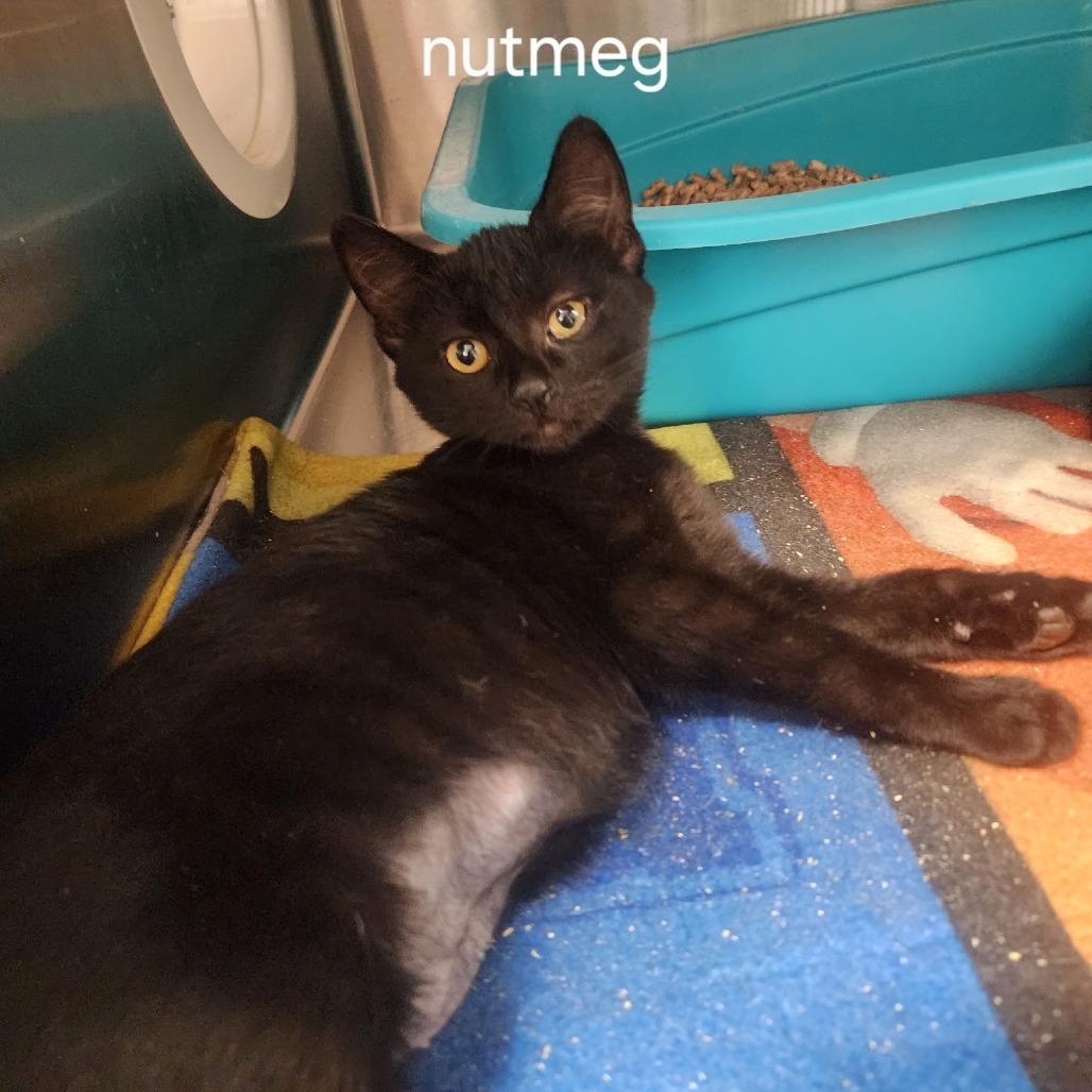 Nutmeg (No Band)