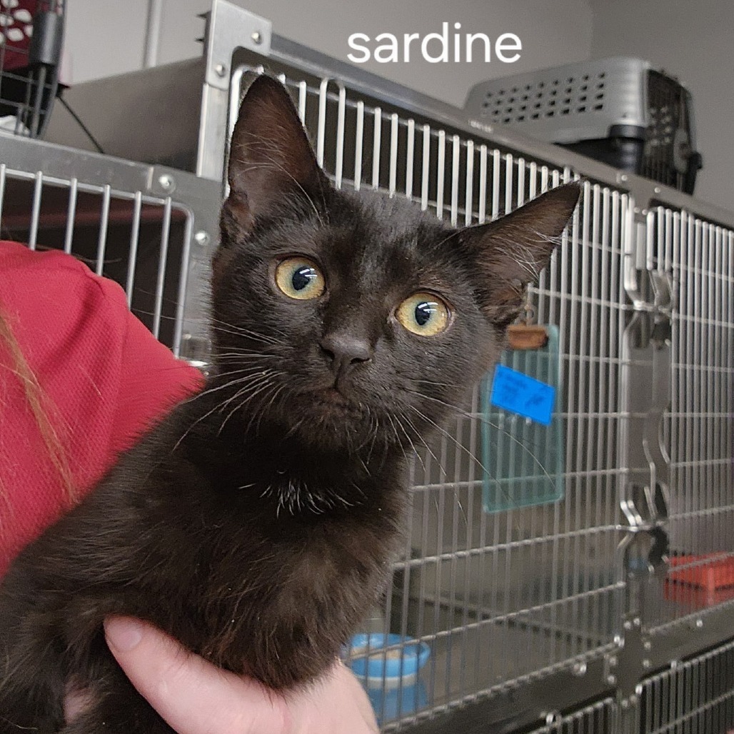 Sardine