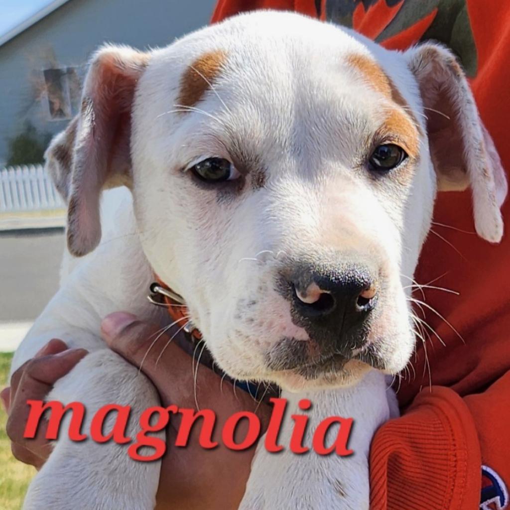 Karma (pka Magnolia)