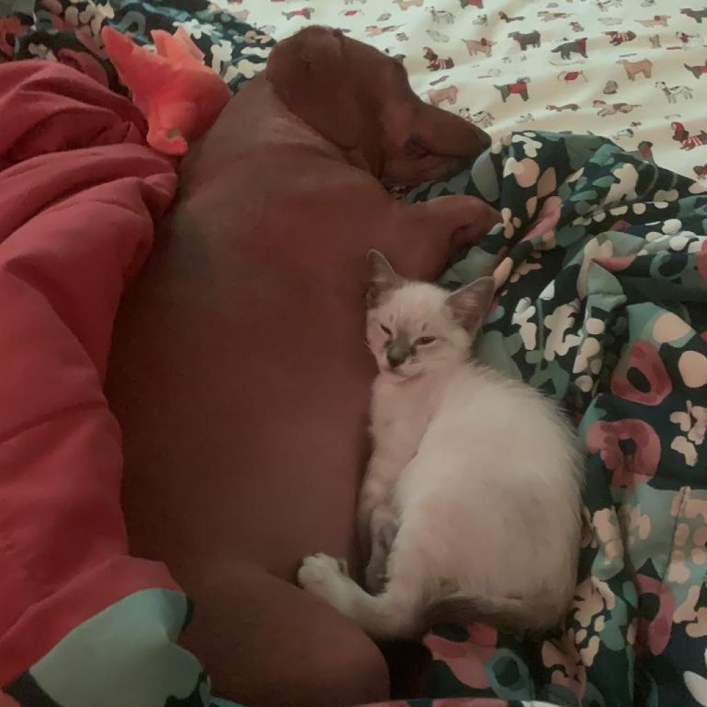 Bear (PopTart)