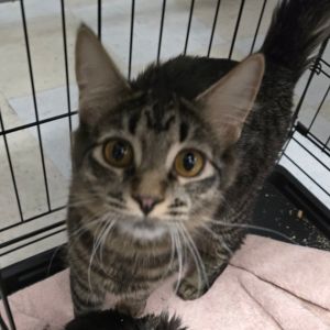 Sundae Domestic Medium Hair Cat