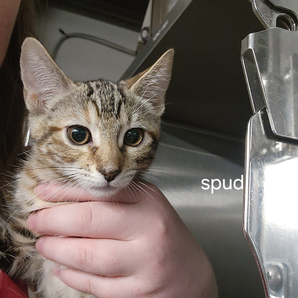 Spud